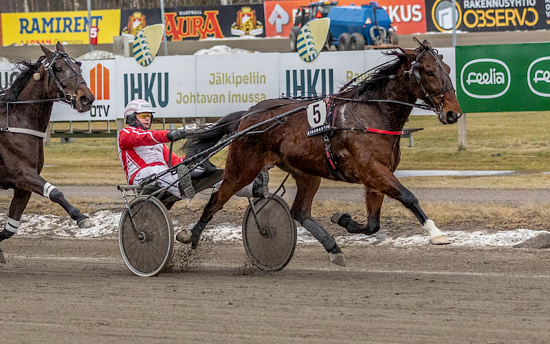 Global Crossover kuvattuna Ouluun siirretyissä Arctic Horse Race -raveissa. Hevonen starttaa maanantaina Rovaniemen iltaraveissa. Kuva: Teemu Kangas