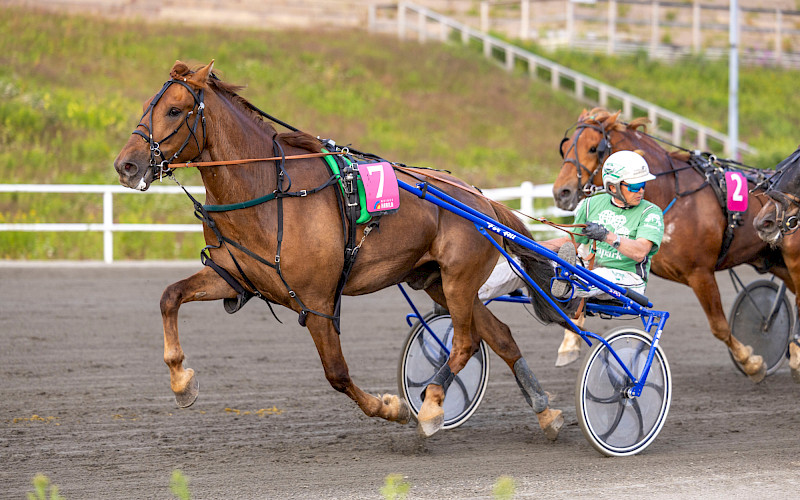 Riksun Xavier starttaa Mäntyvaaran keskiviikon Toto75-avauskohteessa. Kuva: Teemu Kangas