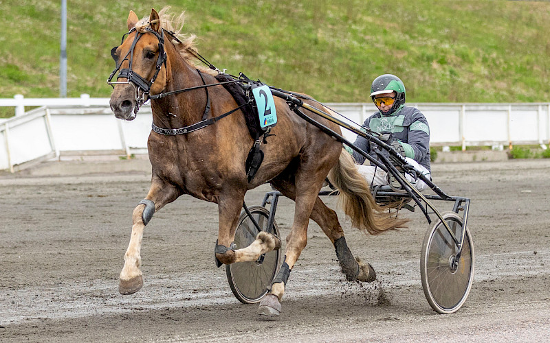 Harjan Valtias lukeutuu sunnuntain vihjeiden pelihevosiin. Kuva: Teemu Kangas